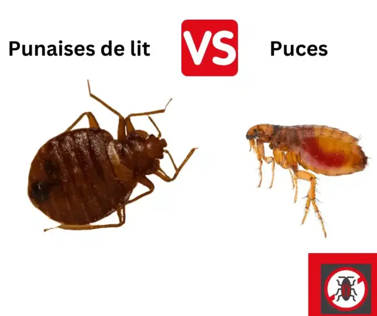les bugs de chien tout savoir sur ces nuisibles pas seulement les puces