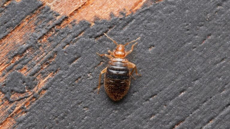 les bugs qui ressemblent a des punaises de lit guide visuel
