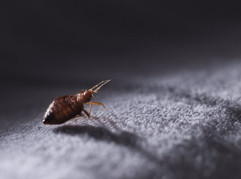 les bugs ressemblant aux puces identification et solutions de lutte antiparasitaire