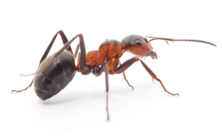les causes courantes des infestations de fourmis a la maison
