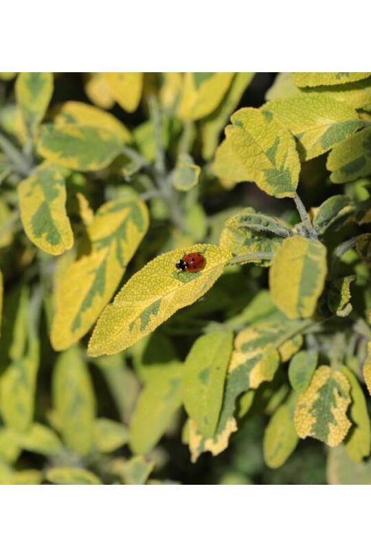 les facteurs dattraction des coccinelles comprendre leur attirance pour mieux les preserver
