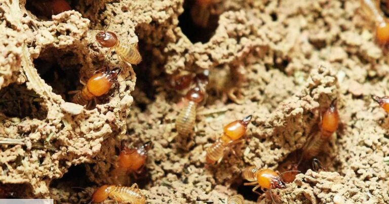les facteurs dattraction des termites comprendre et prevenir