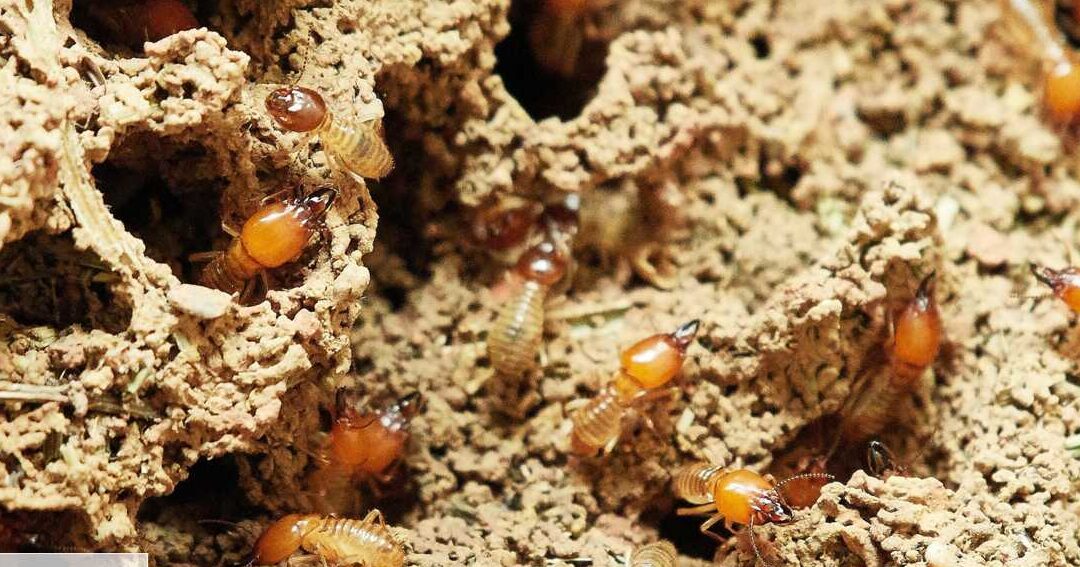 les facteurs dattraction des termites comprendre et prevenir