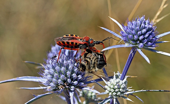 les incroyables geants de linsectosphere decouvrez les plus grands insectes du monde