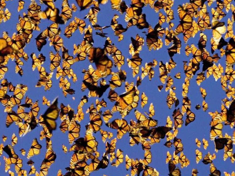 les mecanismes de defense des papillons monarques une etude approfondie