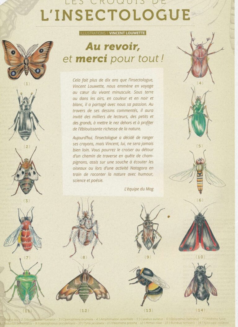 les nuisibles volants decouvrez les principales especes a surveiller