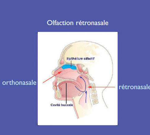 les odeurs detectees par les cafards decryptage des sens olfactifs des nuisibles