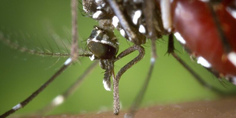 les odeurs repulsives pour les moustiques decouvrez celles quils detestent
