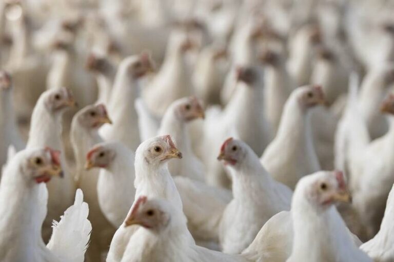 les parasites un risque majeur pour la securite alimentaire