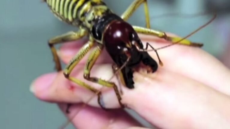 les plus grandes sauterelles du monde decouvrez ces impressionnants insectes