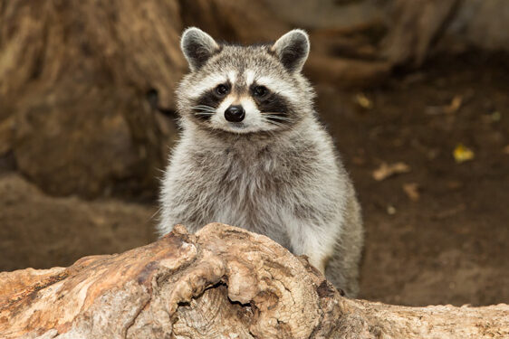 les ratons laveurs habitats et comportement dans les arbres