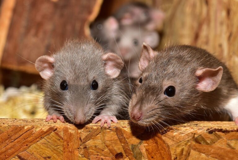 les rats peuvent ils se nourrir de croquettes pour chiens