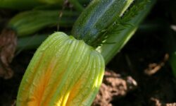 les-ravageurs-de-citrouille-decouvrez-qui-a-devore-votre-recolte