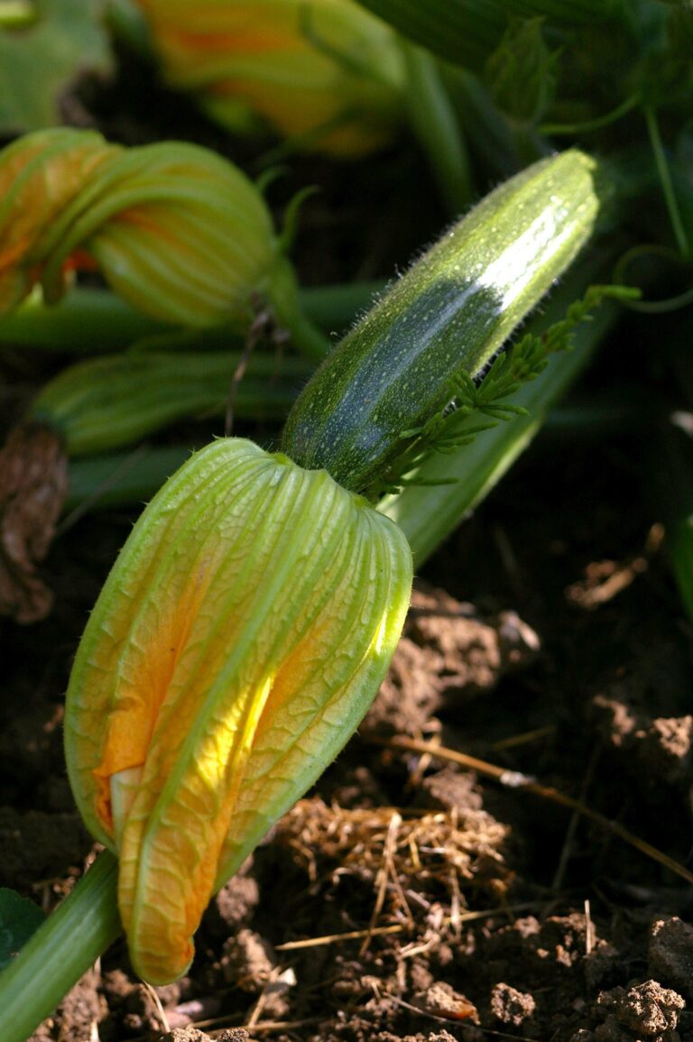les ravageurs de citrouille decouvrez qui a devore votre recolte