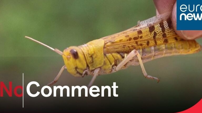 les sauterelles leur regime alimentaire et lherbe