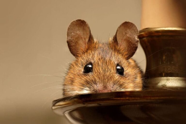 les souris dans la maison causes et solutions