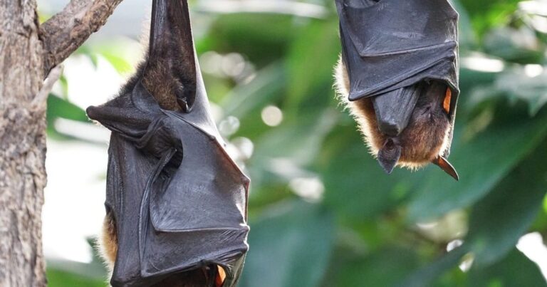 les souris en ete les raisons de leur intrusion dans votre maison
