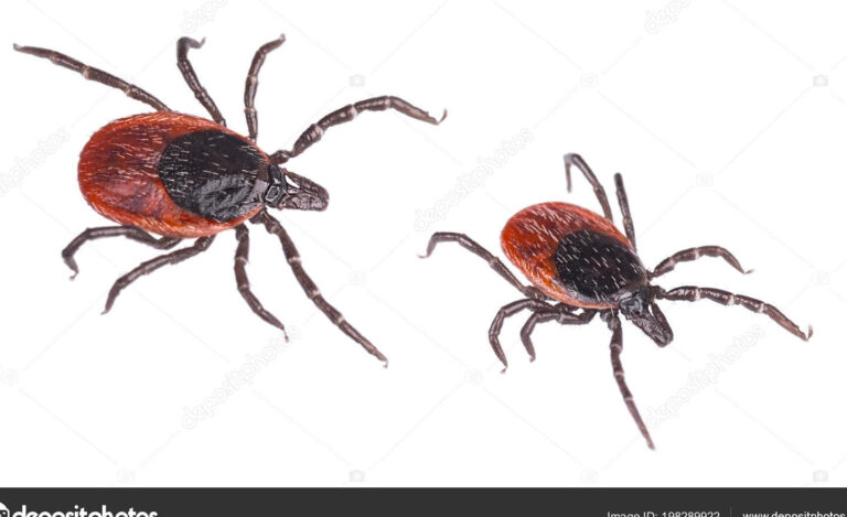les tiques haricot tout savoir sur ces parasites
