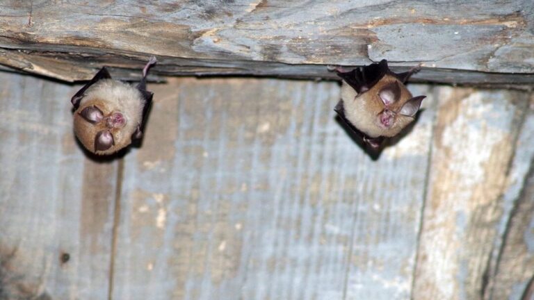 lieux de vie des chauves souris decouvrez leurs habitats
