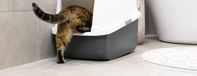 limpact de lurine de chat sur les plantes mythe ou realite