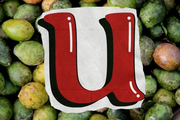 liste des aliments commencant par la lettre u decouvrez les options de nourriture