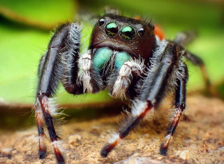loup arachnide la predation des araignees de loup sur le reclus brun