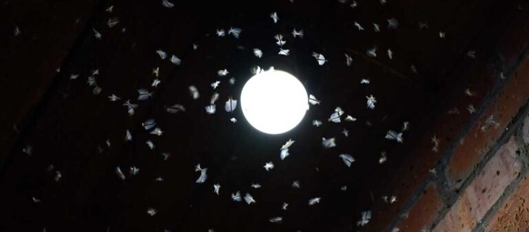 lumieres de porche anti insectes une solution efficace pour eloigner les nuisibles