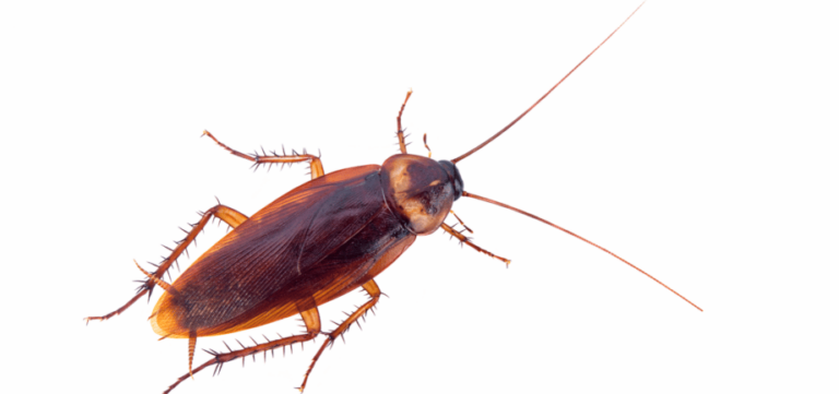 lutte antiparasitaire a greensboro la reference en matiere dextermination
