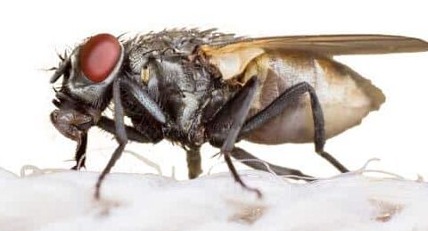 lutte antiparasitaire a longmont experts dans la region
