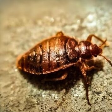 lutte antiparasitaire alerte nuisibles et solutions efficaces
