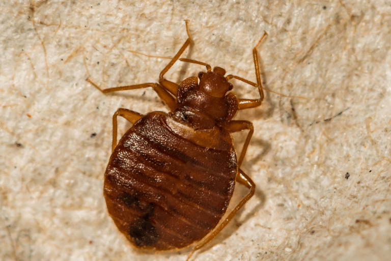 lutte antiparasitaire bug de chauve souris vs punaise de lit