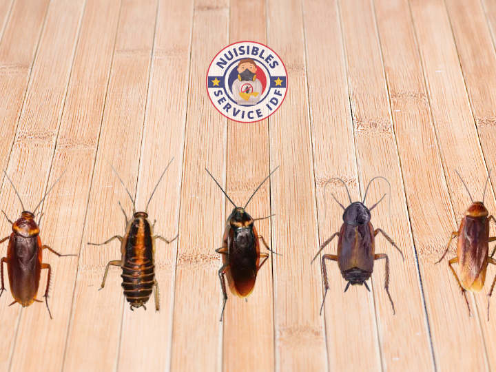 lutte antiparasitaire comment eliminer efficacement les cafards bruns fumes