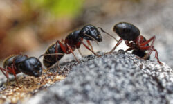 lutte-antiparasitaire-comment-eliminer-efficacement-les-fourmis-de-pave