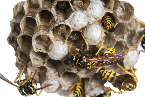 lutte antiparasitaire comment eliminer efficacement un nid dinsectes en terre