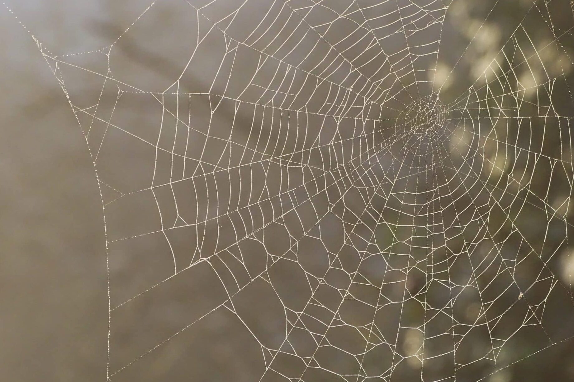 Lutte antiparasitaire : Comment éliminer les araignées dans votre