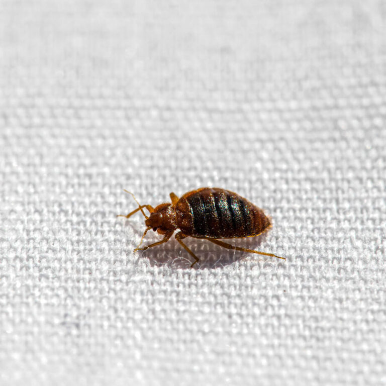 lutte antiparasitaire comment eliminer les coleopteres efficacement