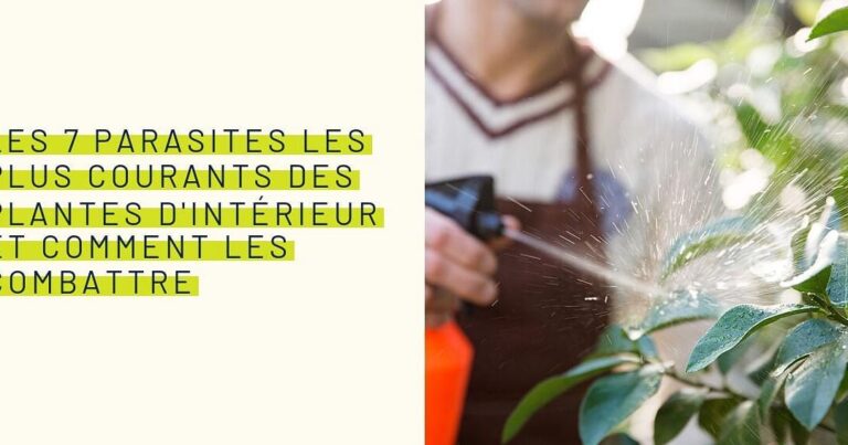lutte antiparasitaire comment eliminer les pucerons sur les plantes dinterieur