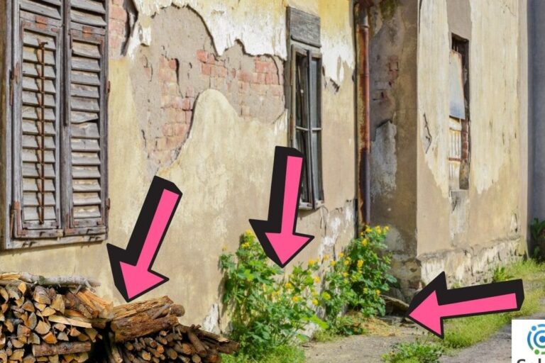 lutte antiparasitaire comment eliminer les termites dans vos meubles