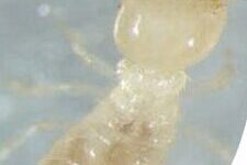 lutte-antiparasitaire-comment-eliminer-les-termites-dans-votre-jardin