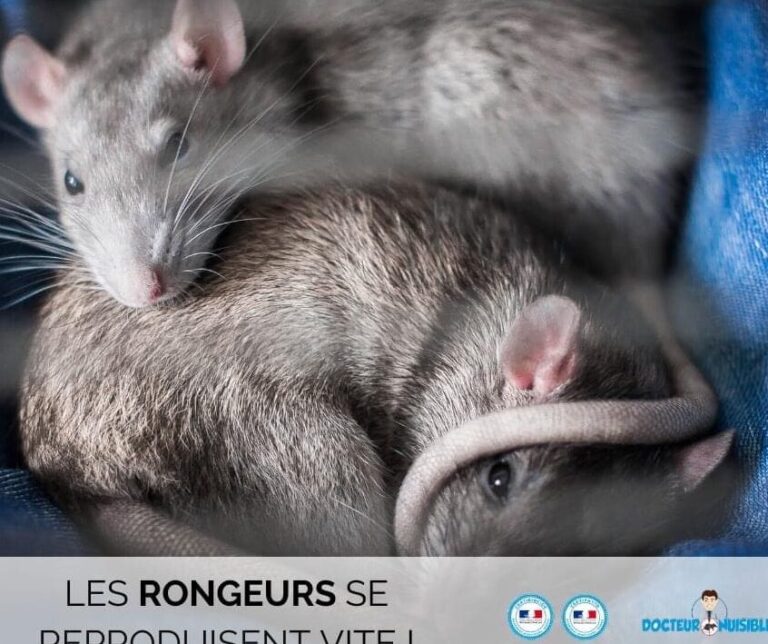 lutte antiparasitaire comment gerer une infestation de bebes rats sauvages