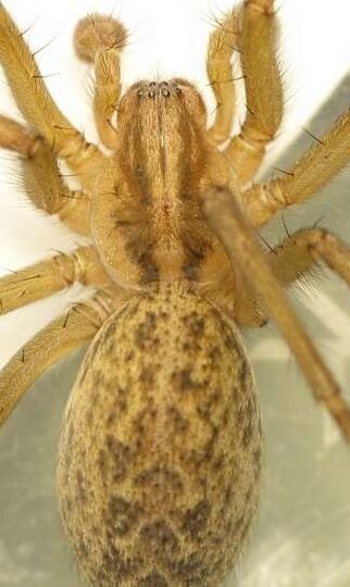 lutte antiparasitaire comment se debarrasser de laraignee de la veste jaune efficacement