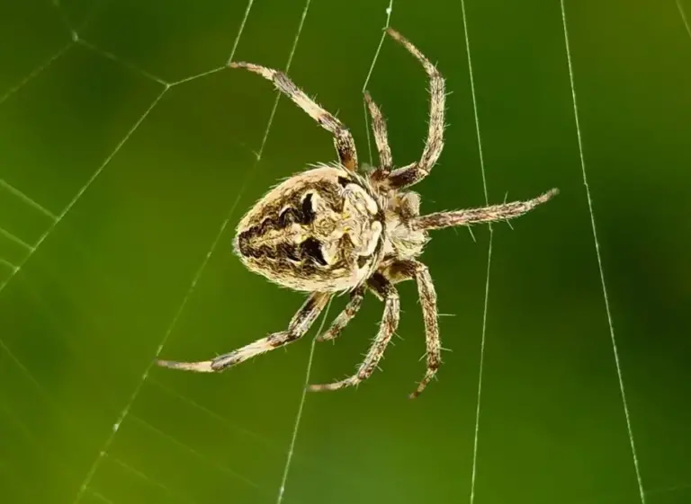 lutte antiparasitaire comment se debarrasser des araignees dans un avion