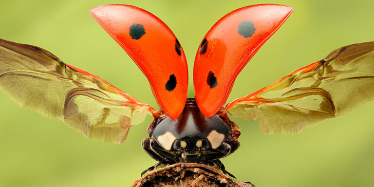 lutte antiparasitaire comment se debarrasser des araignees tetes de mort