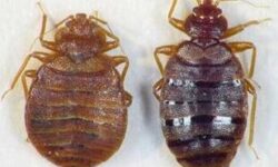 lutte-antiparasitaire-comment-se-debarrasser-des-bogues-aux-etats-unis
