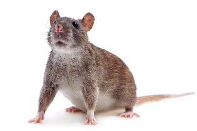 lutte-antiparasitaire-comment-se-debarrasser-des-chauves-souris-a-la-maison