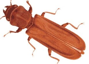 lutte antiparasitaire comment se debarrasser des coleopteres de la farine dans votre chambre