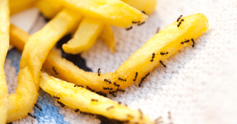 lutte antiparasitaire comment se debarrasser des fourmis dans un restaurant