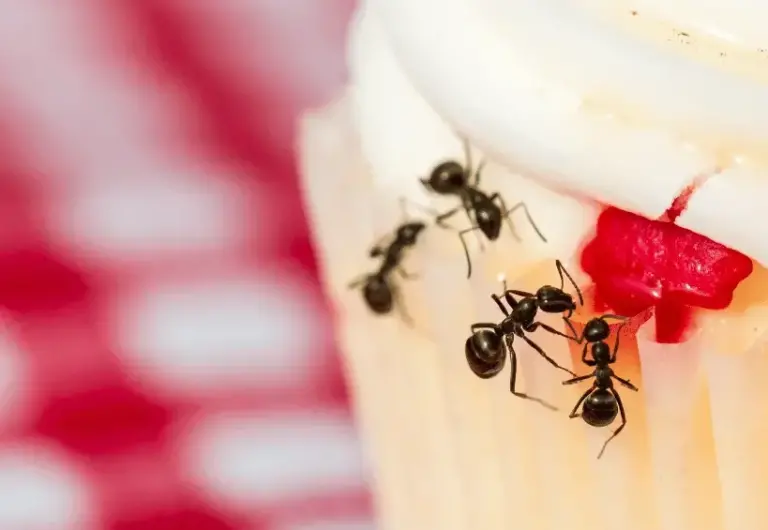 lutte antiparasitaire comment se debarrasser des fourmis en grenier