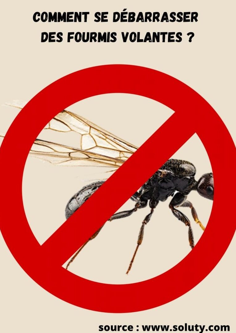 lutte antiparasitaire comment se debarrasser des fourmis folles fauves