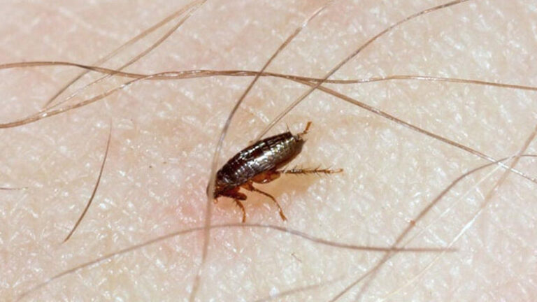 lutte antiparasitaire comment se debarrasser des gros cafards efficacement